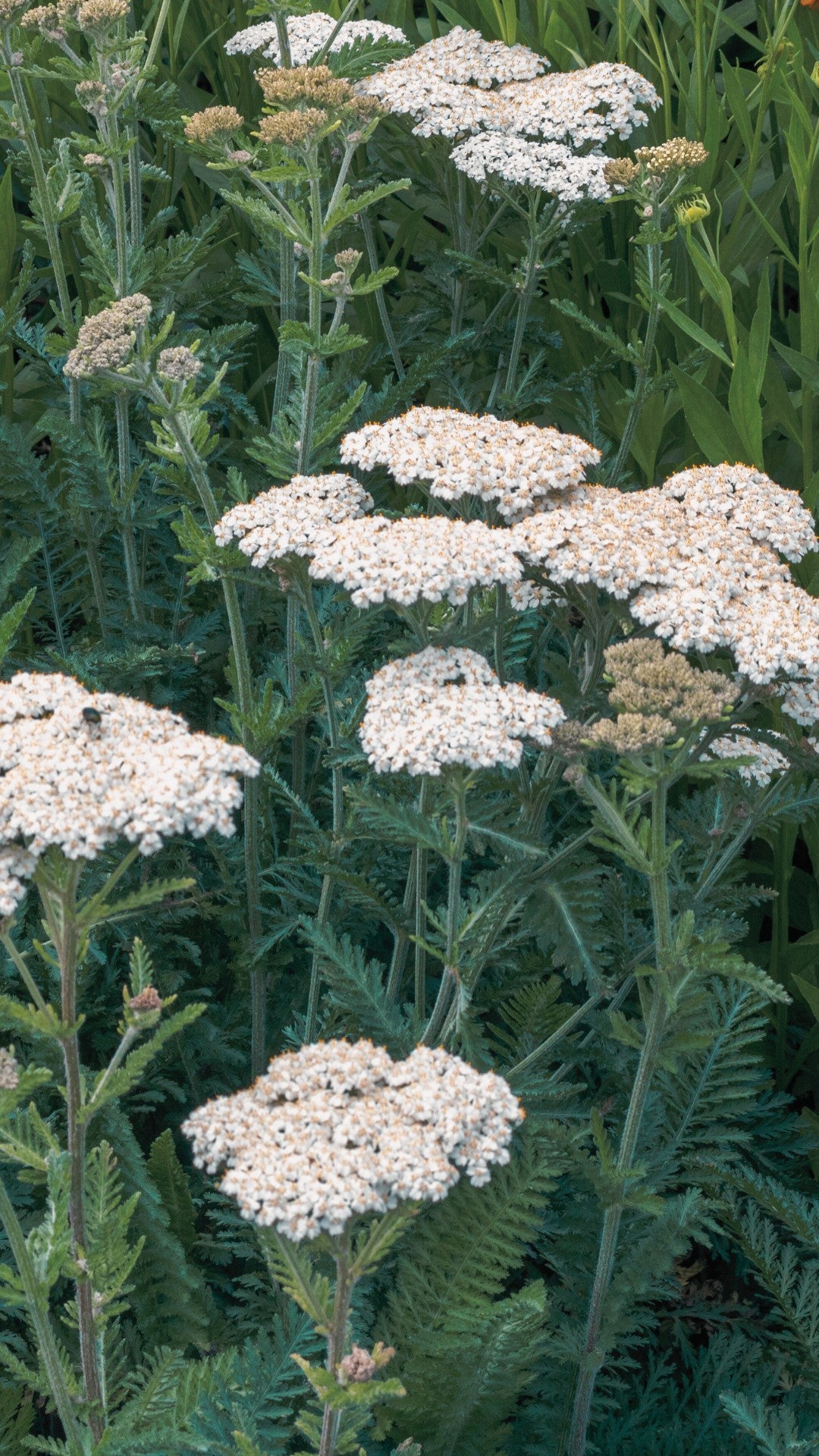 Flower Essence: Yarrow 2 | sf11