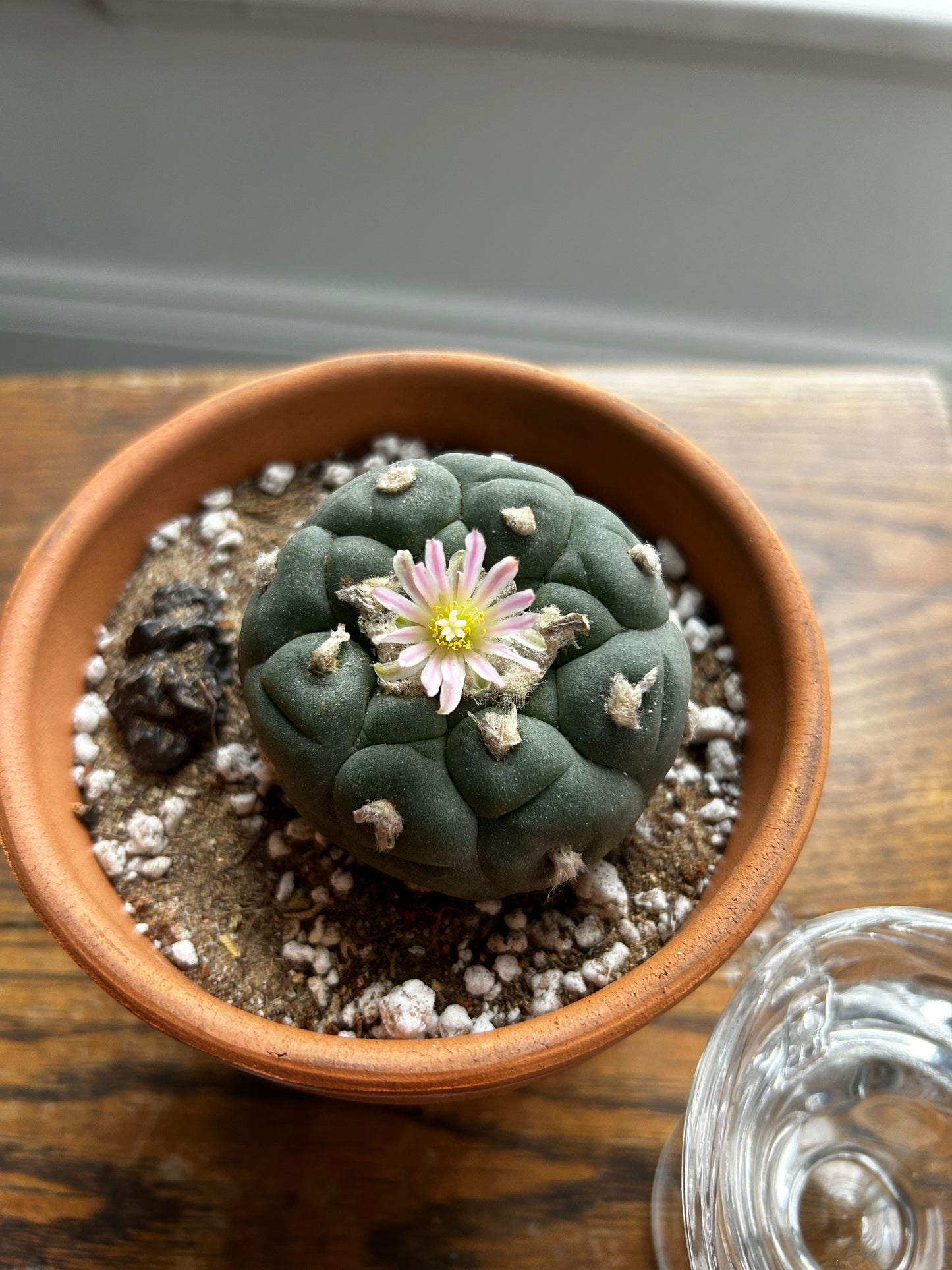 Ceremonial Plant Essence: Peyote 3 | sf1