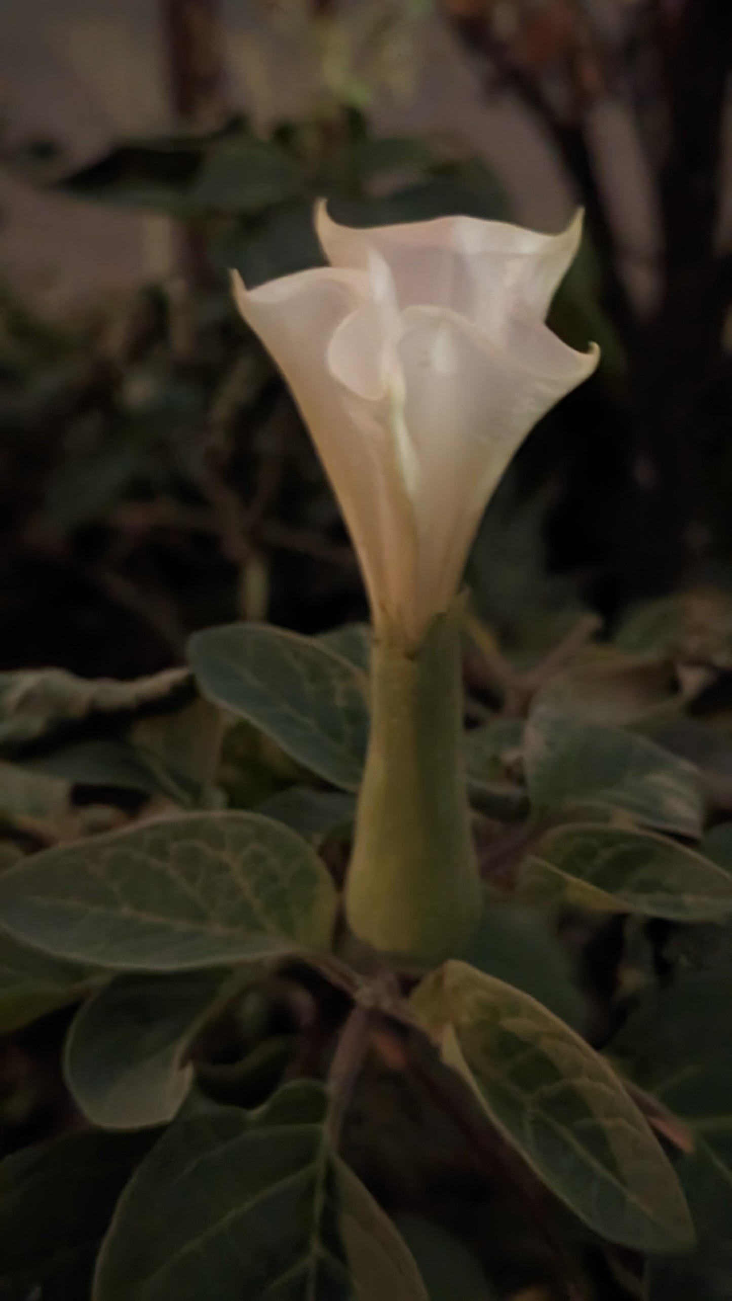 Ceremonial Plant Essence: Datura 4 | sf5