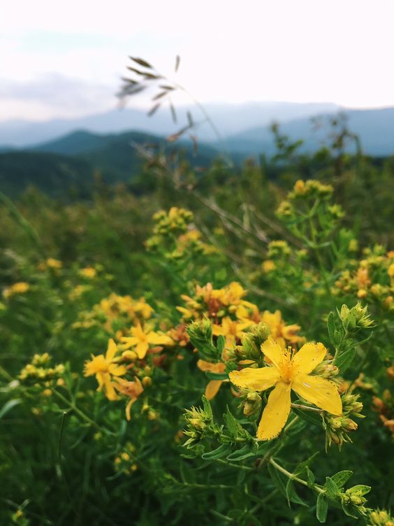 Flower Essence: St. John's Wort