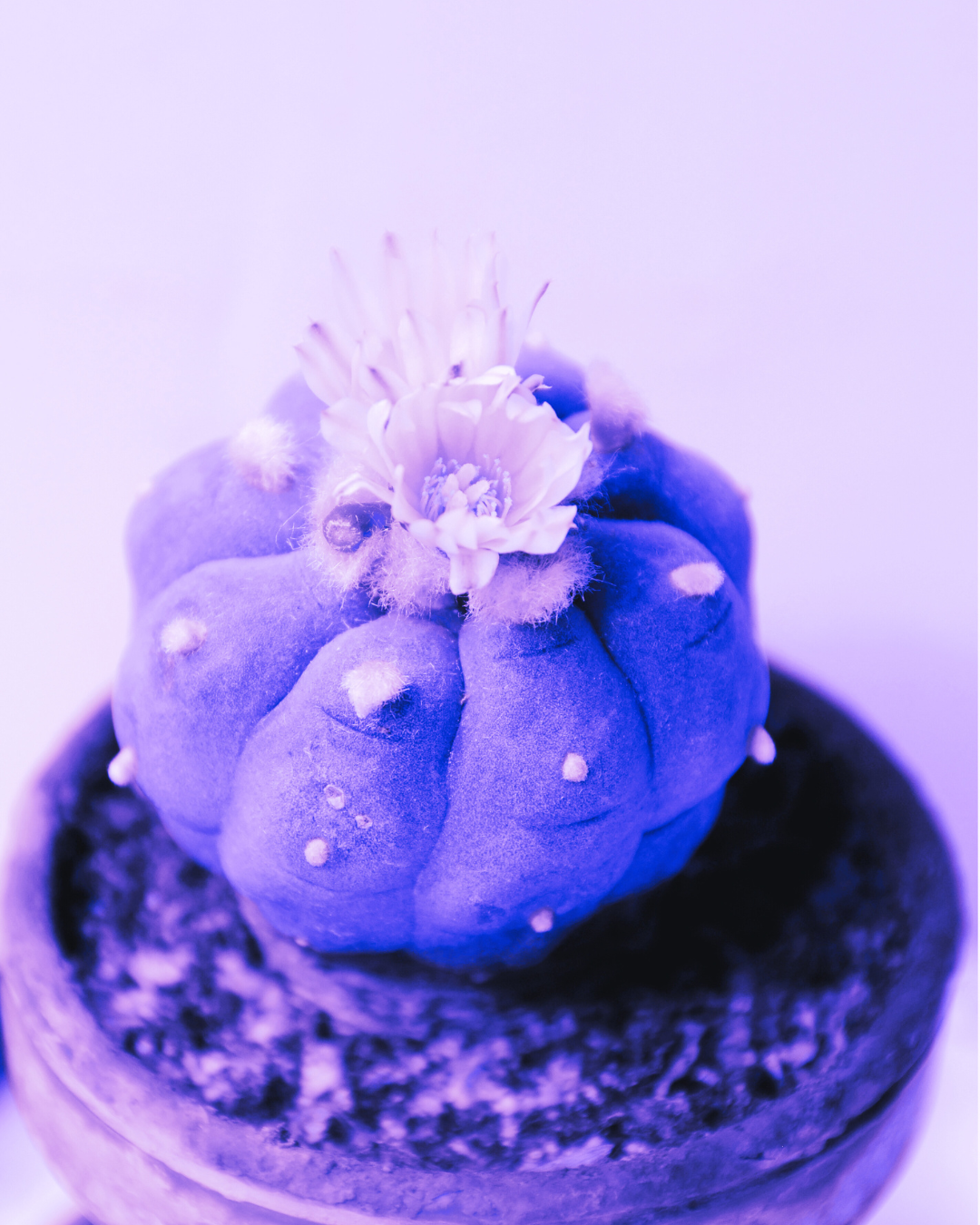 Ceremonial Plant Essence: Peyote | sf1