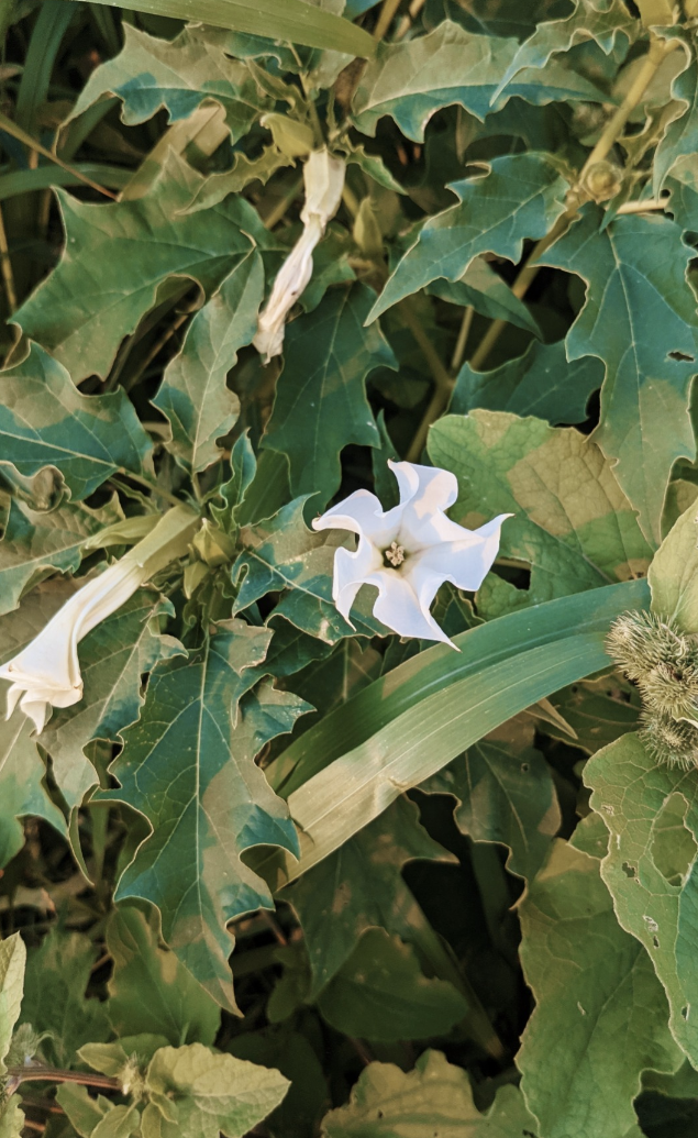 Ceremonial Plant Essence: Datura 5 | sf5