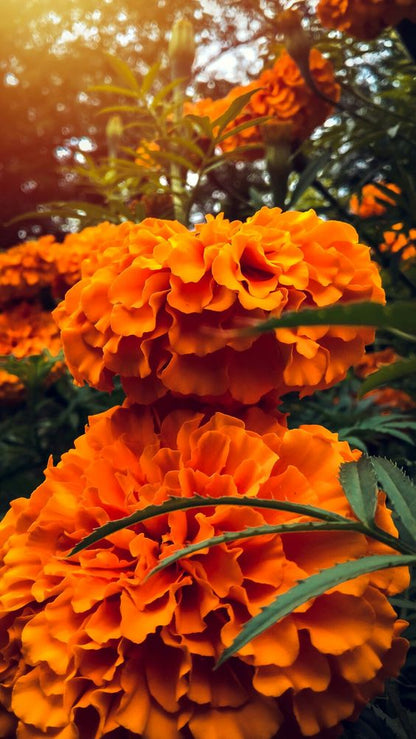 Flower Essence: Marigold